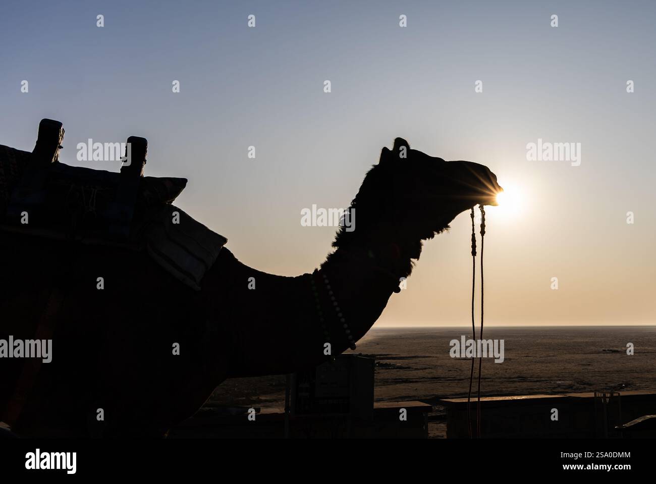 Hintergrundbild des isolierten Kamels in der weißen Salzwüste mit Sonnenfackeln am Morgen wird im weißen rann gujrat india von Dhordo kutch aufgenommen. Stockfoto