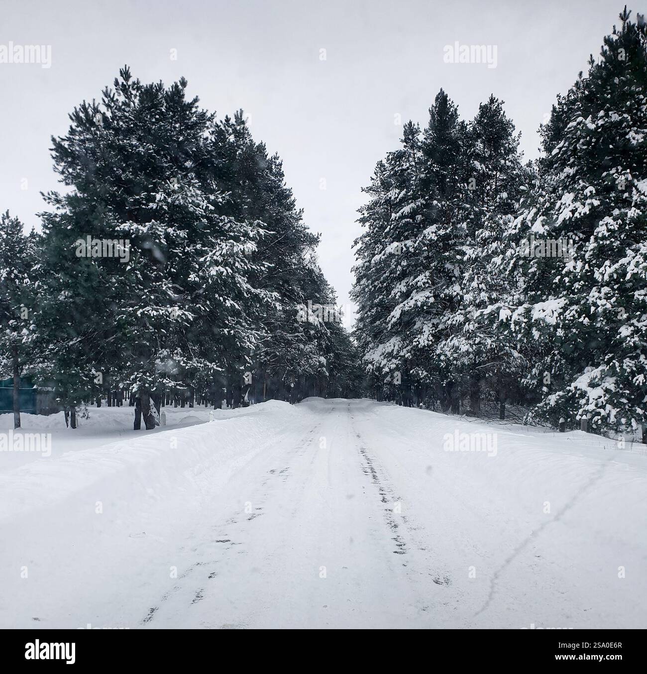 Schmale Straße in verschneiten Wäldern. Fahren im Schnee: Eine schmale Straße durch den Winterwald, umgeben von Kiefern. Stockfoto