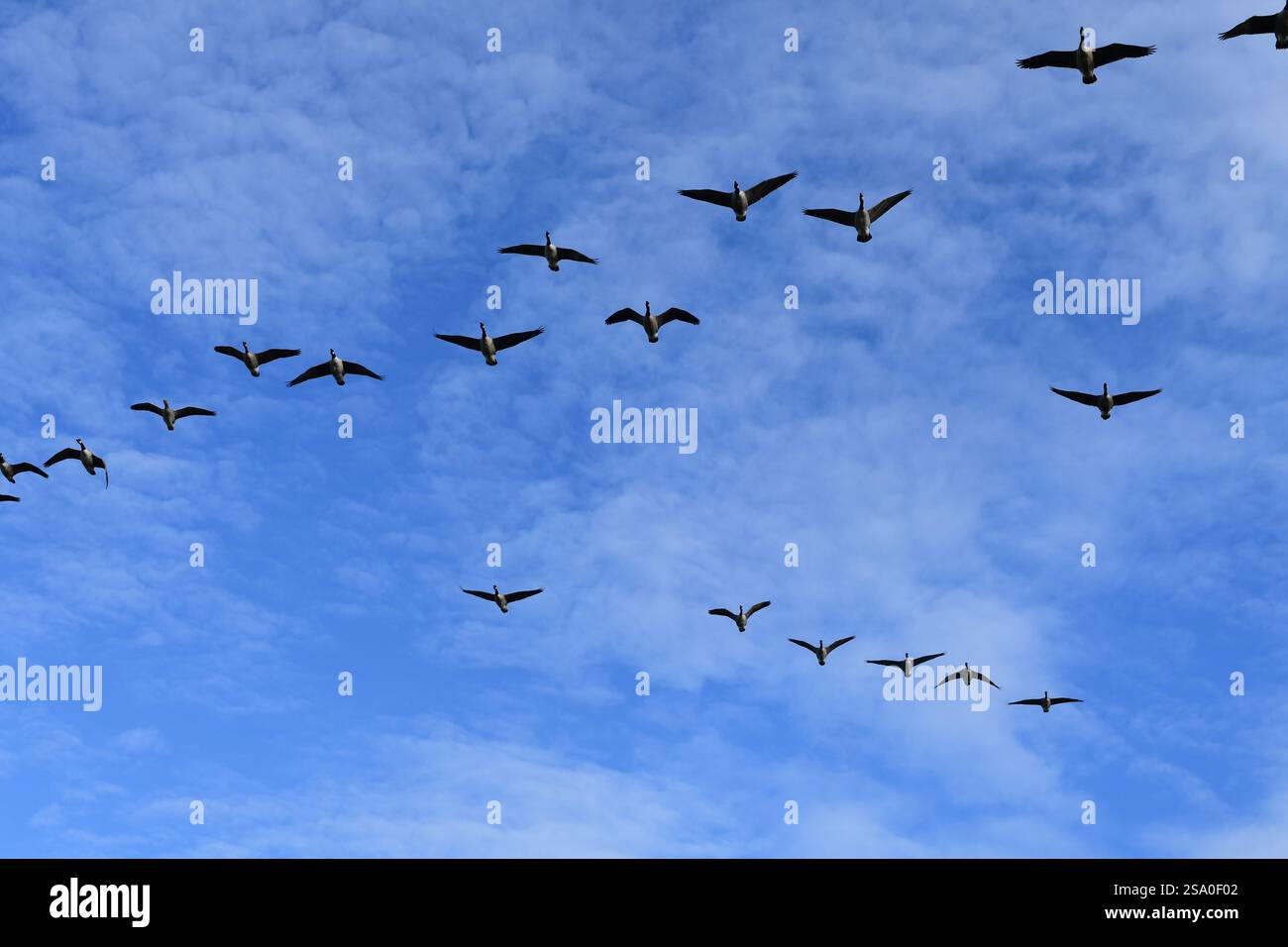 Kanadagänse Stockfoto