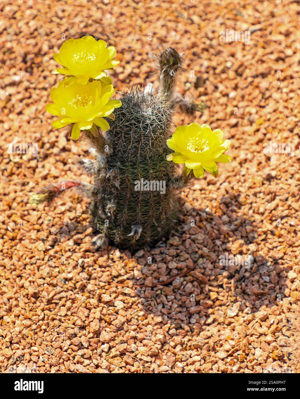 Goldener kaktus -Fotos und -Bildmaterial in hoher Auflsung  Alamy