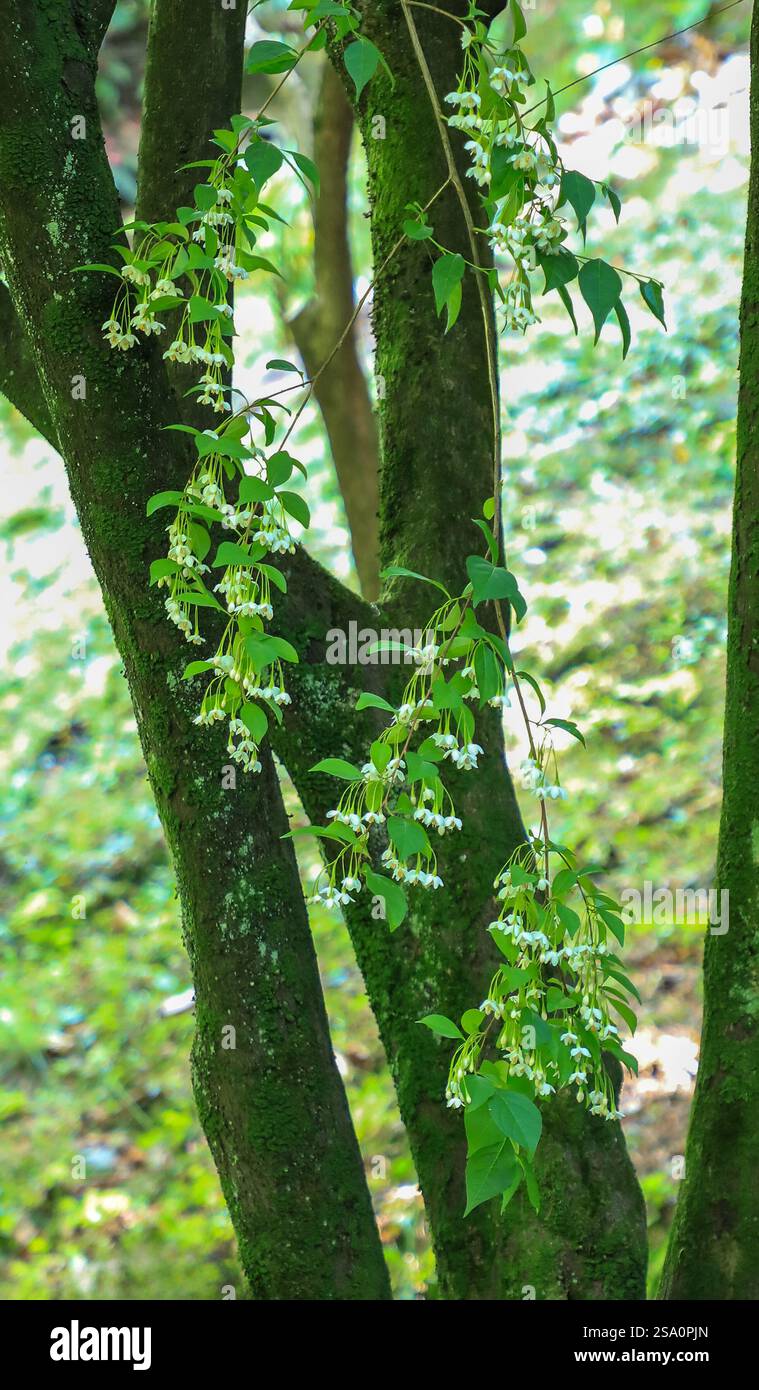 Massen leicht duftender, glockenförmiger Blüten des Styrax japonicus, auch bekannt als die japanische schneebelle, ein Laubbaum oder großer Sträucher. Stockfoto
