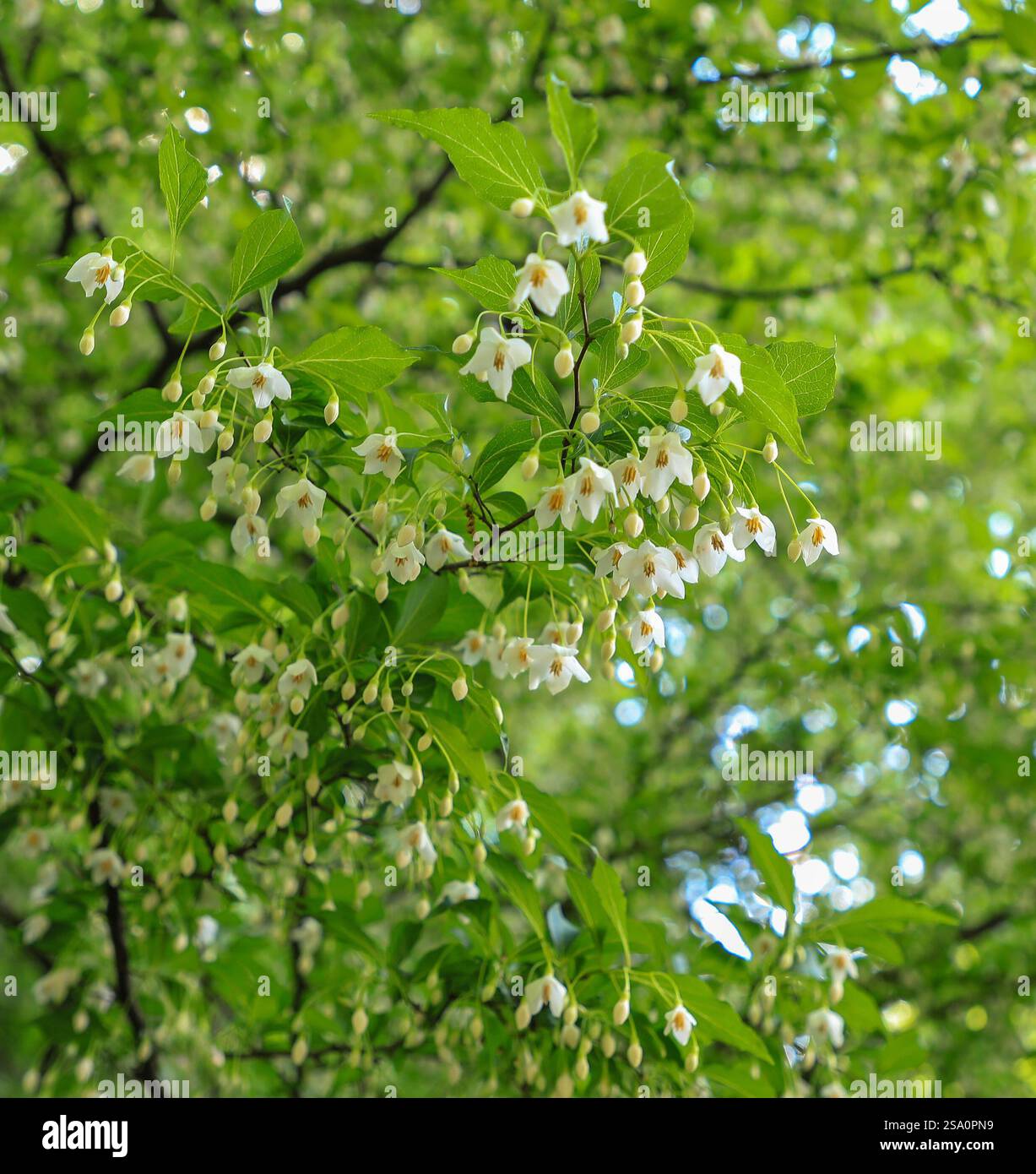 Massen leicht duftender, glockenförmiger Blüten des Styrax japonicus, auch bekannt als die japanische schneebelle, ein Laubbaum oder großer Sträucher. Stockfoto