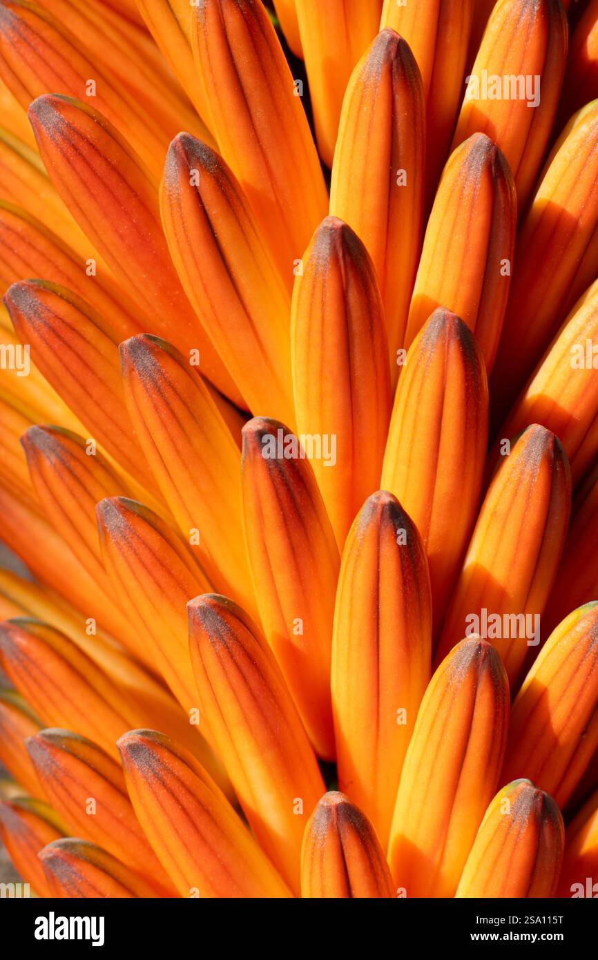 Makrobild mit natürlichem Licht der Orangen Aloe Ferox Blume Stockfoto