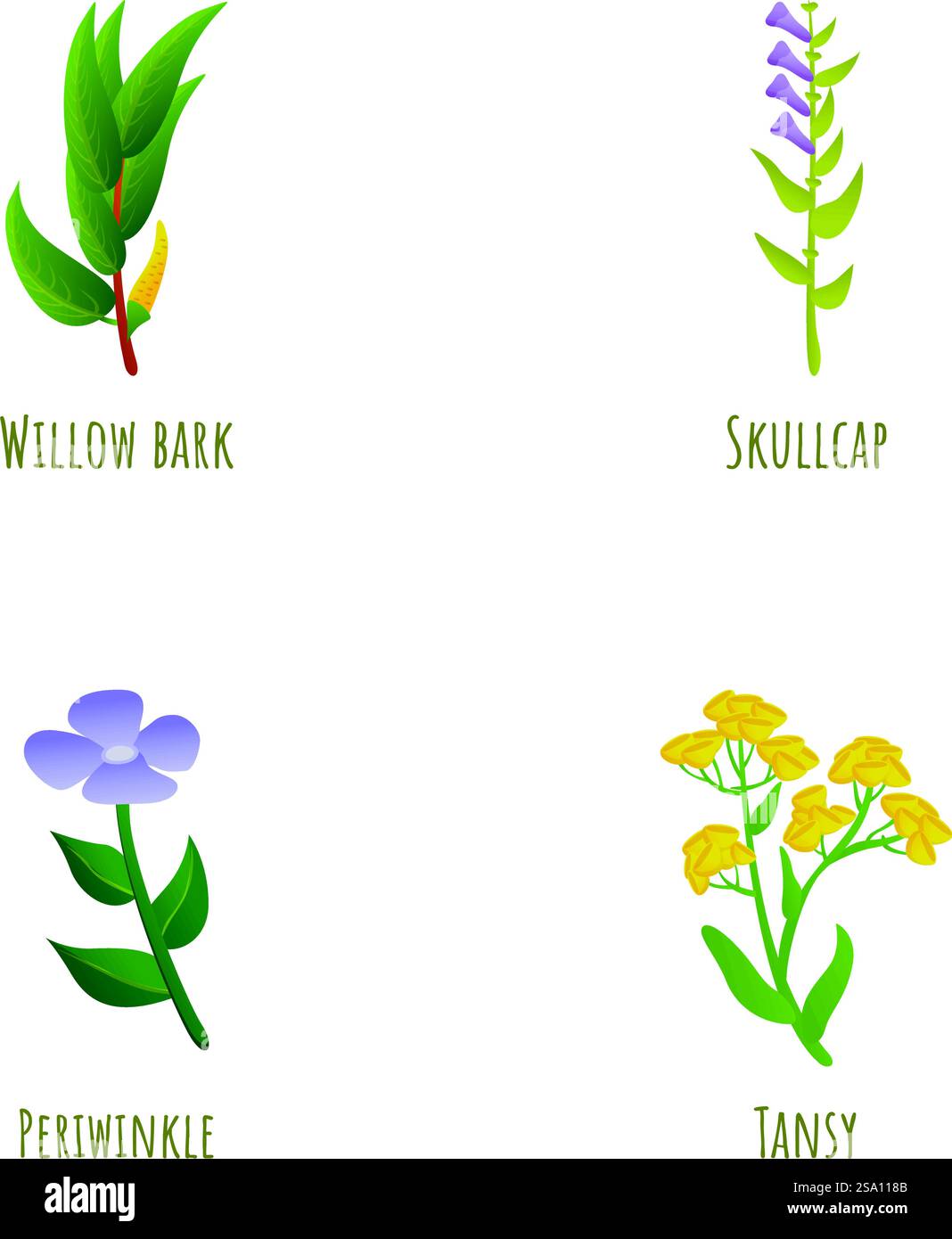 Pflanzensymbole setzen den Cartoon-Vektor. Weidenrinde, Periwinkle, tansy und Schädelkappe. Heilpflanze, Natur. Pflanzensymbole setzen den Cartoon-Vektor. Weidenrinde Periwinkle tansy und Schädelkappe Stock Vektor