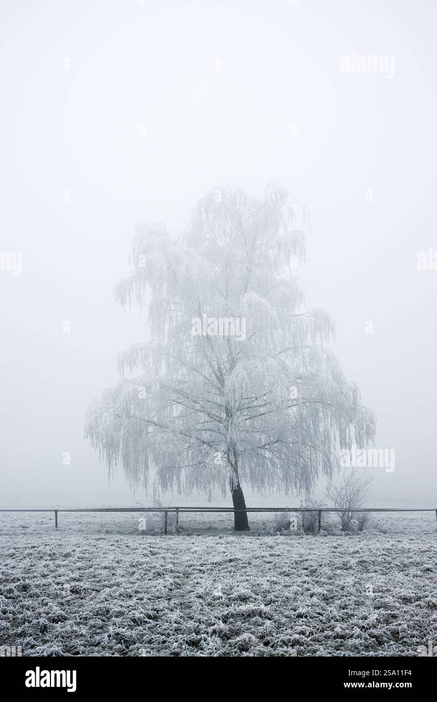 Einsame Birke bedeckt mit Frost in nebeliger Winterlandschaft. Kaltes Wetter und eiskalter Nebel mit Raureif auf der Weide Stockfoto