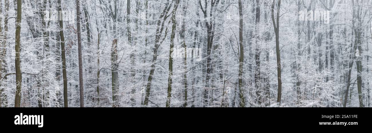Winter frostiger Wald. Panoramablick auf Baumstämme und eiskalten Nebel im Wald. Raureif an Ästen Stockfoto