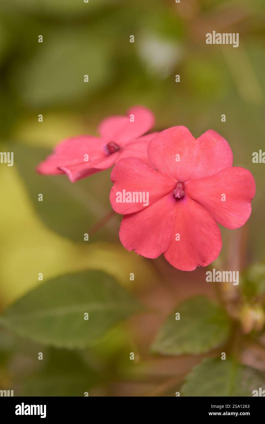 Nahaufnahme von rosa Blumen im Garten, beliebte Beetpflanzenblüte mit flachen fünf Blütenblättern wachsen in Clustern, weicher Fokus Stockfoto