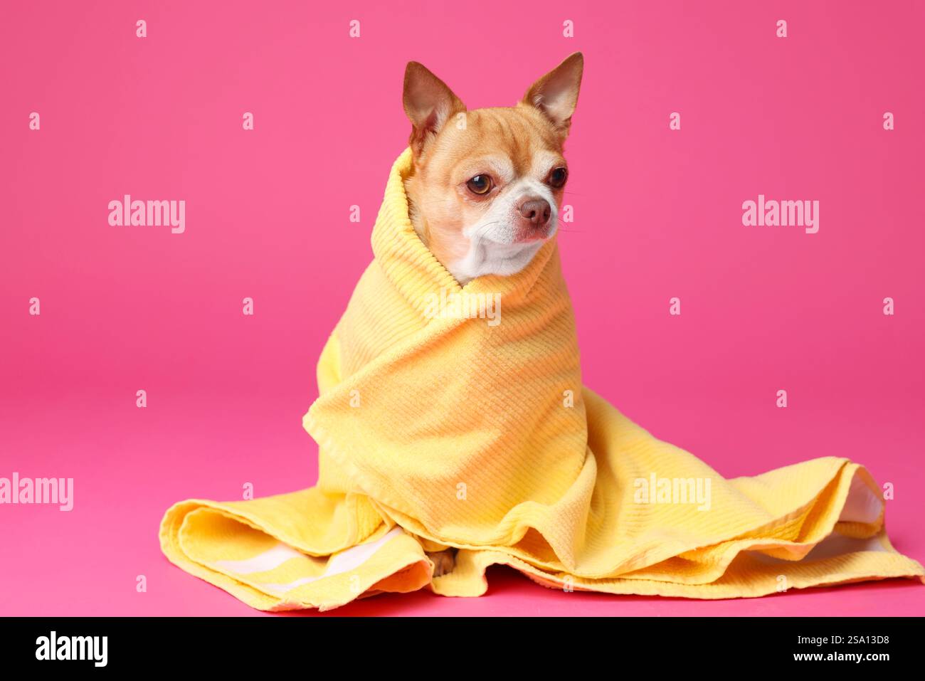 Niedlicher lustiger Hund in Handtuch auf rosa Hintergrund gewickelt Stockfoto