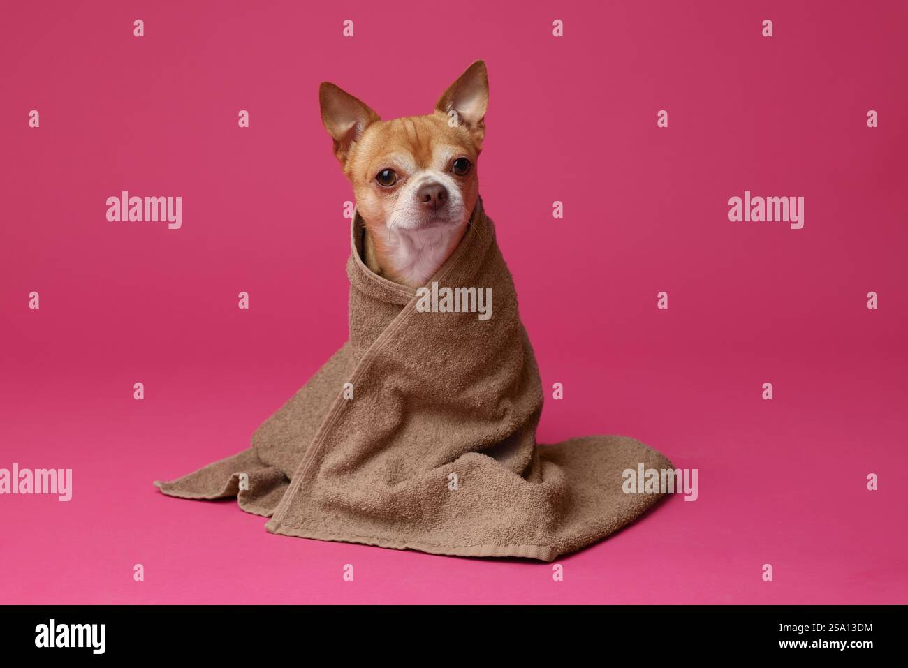 Niedlicher, lustiger Hund in Handtuch auf purpurrotem Hintergrund gewickelt Stockfoto