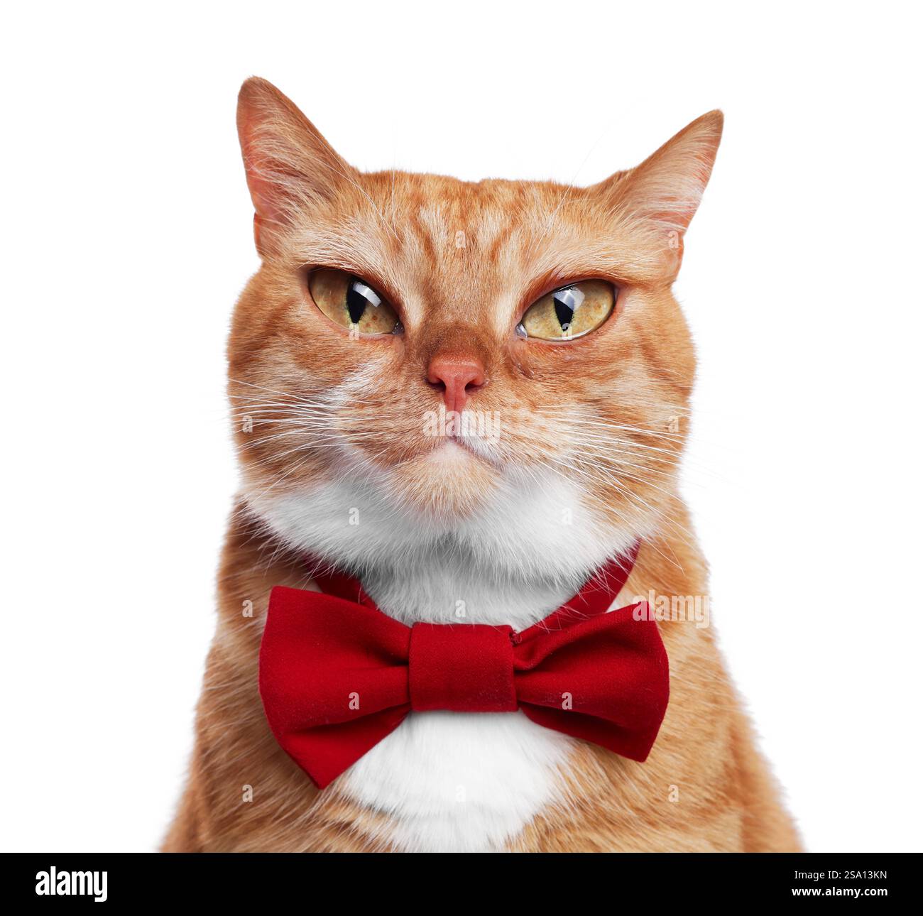 Entzückende Katze mit großen Augen auf weißem Hintergrund. Niedliches Haustier Stockfoto