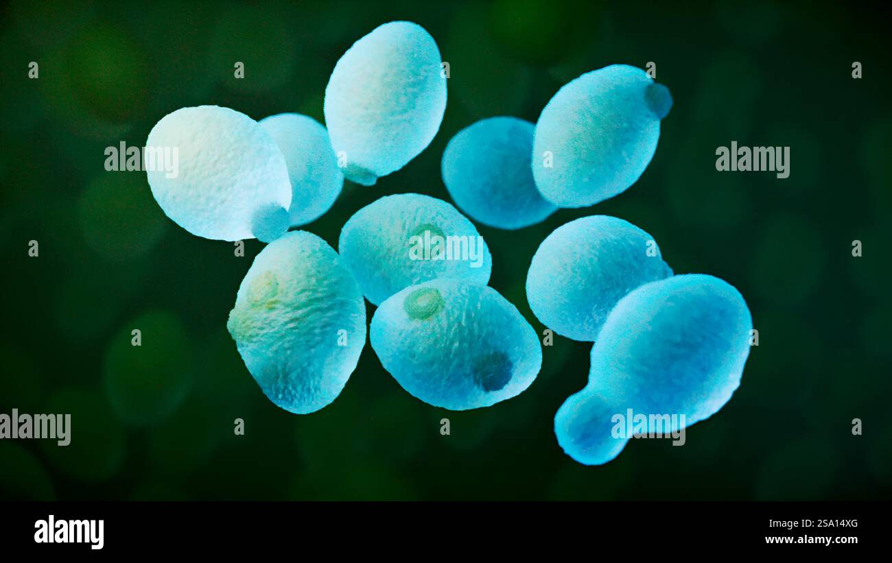 Neu entdecktes Gen hilft einigen Hefen, Giftstoffe zu ertragen und kann Wissenschaftlern helfen, die Toxinresistenz zu verstehen. Weitere Informationen: Stockfoto