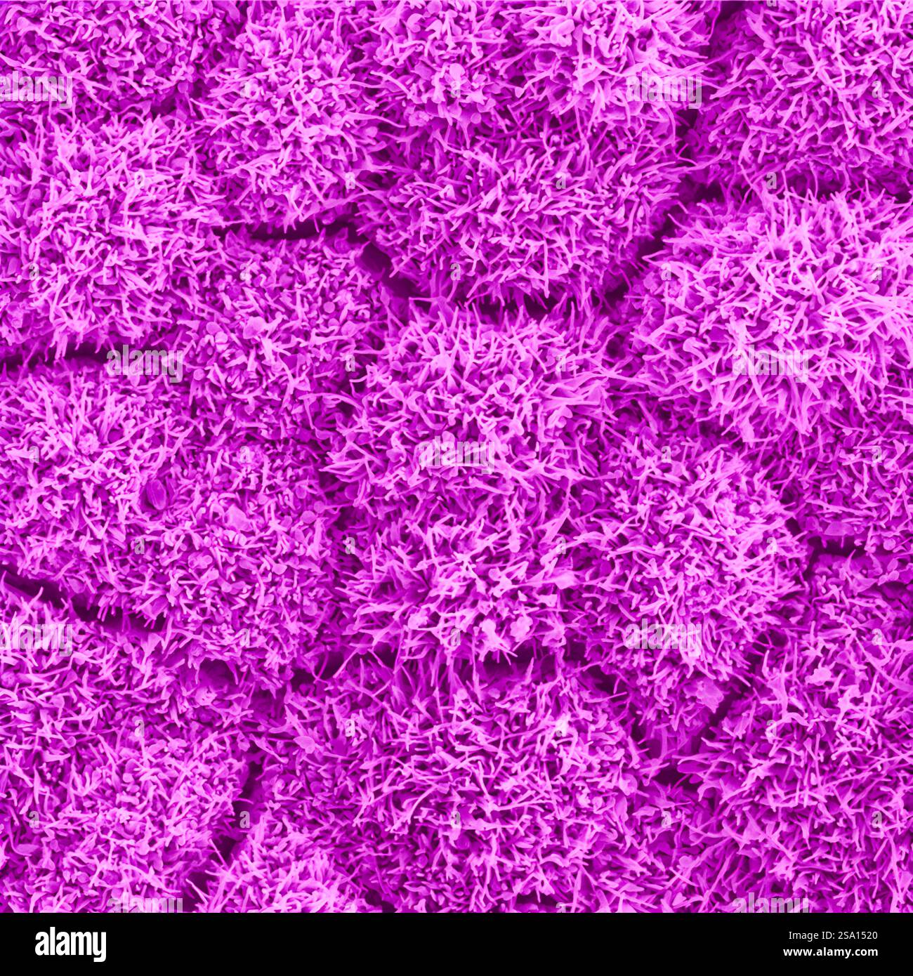 Forscher der National Institutes of Health haben künstliche Intelligenz (KI) auf eine Technik angewendet, die hochauflösende Bilder von Zellen produziert. Stockfoto