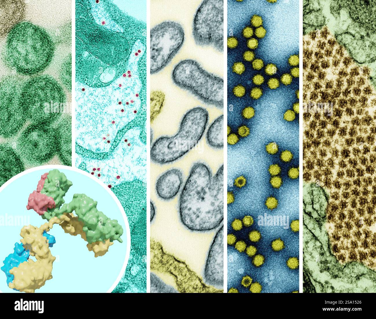 Ein 3D-Rendering eines Antikörpers (Vordergrund links). Stockfoto