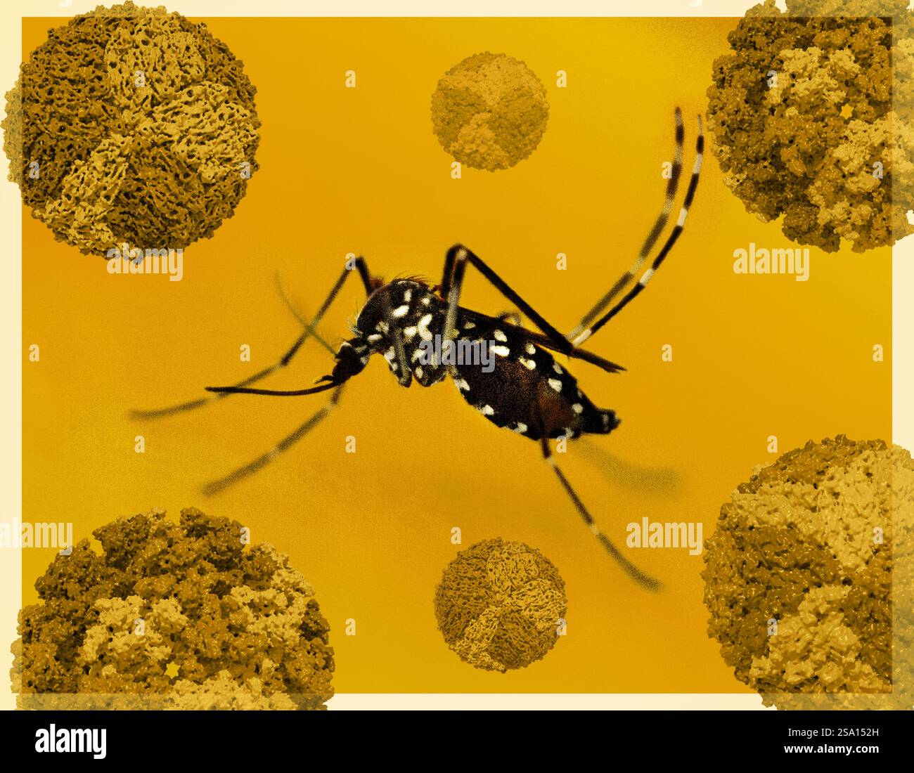 Eine Aedes-Mücke und 3D-Renderings mehrerer Viren, die diese Spezies übertragen kann. Stockfoto