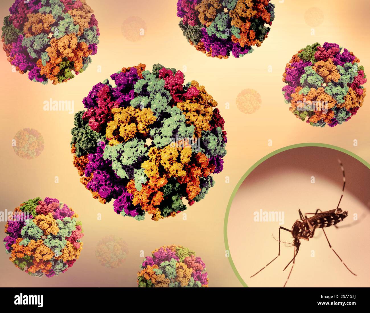 Kreatives Layout mit 3D-Renderings von Chikungunya-Virus-like Particles (VLPs) und einem Foto einer Aedes-Mücke. Stockfoto