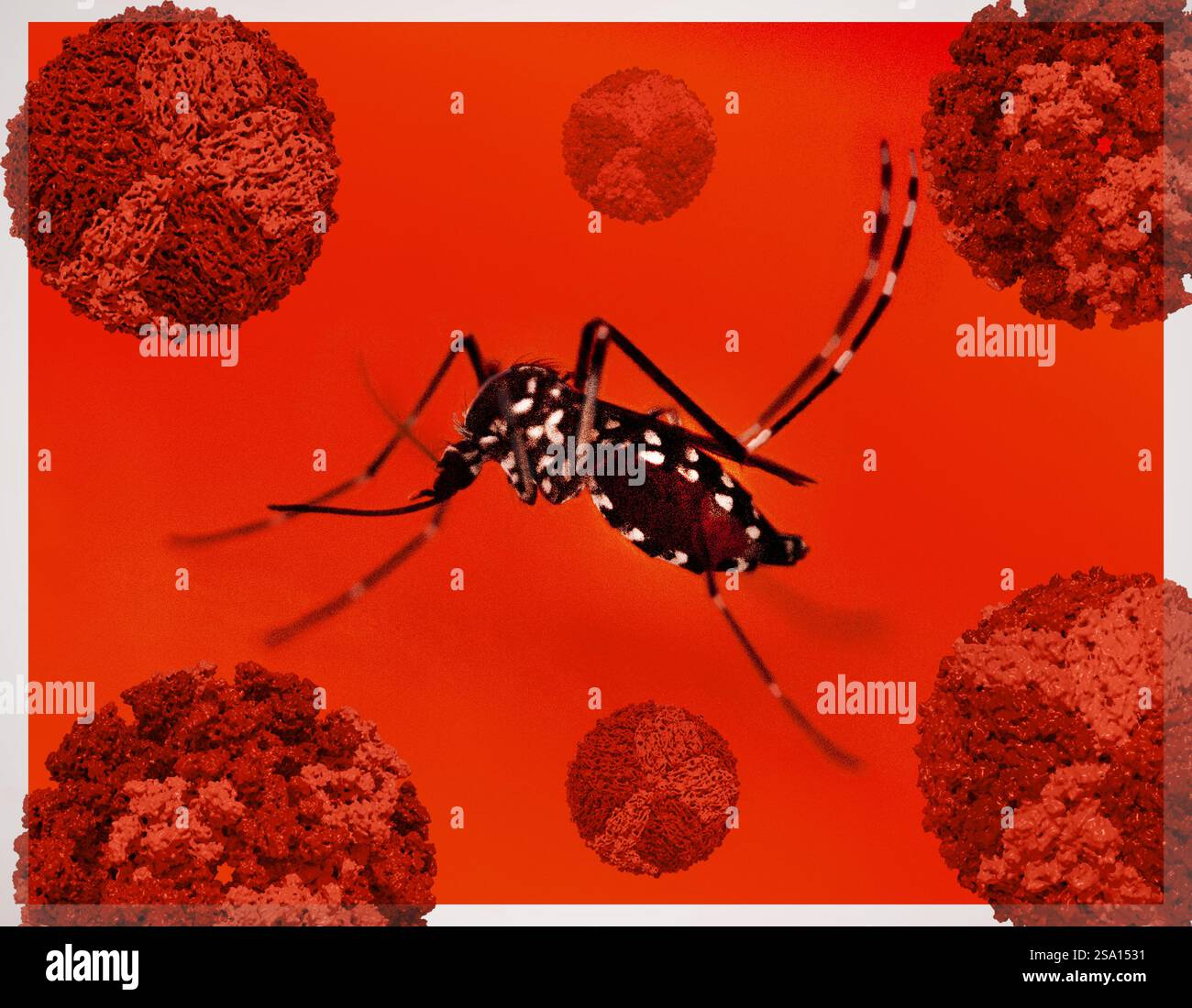 Eine Aedes-Mücke und 3D-Renderings mehrerer Viren, die diese Spezies übertragen kann. Stockfoto