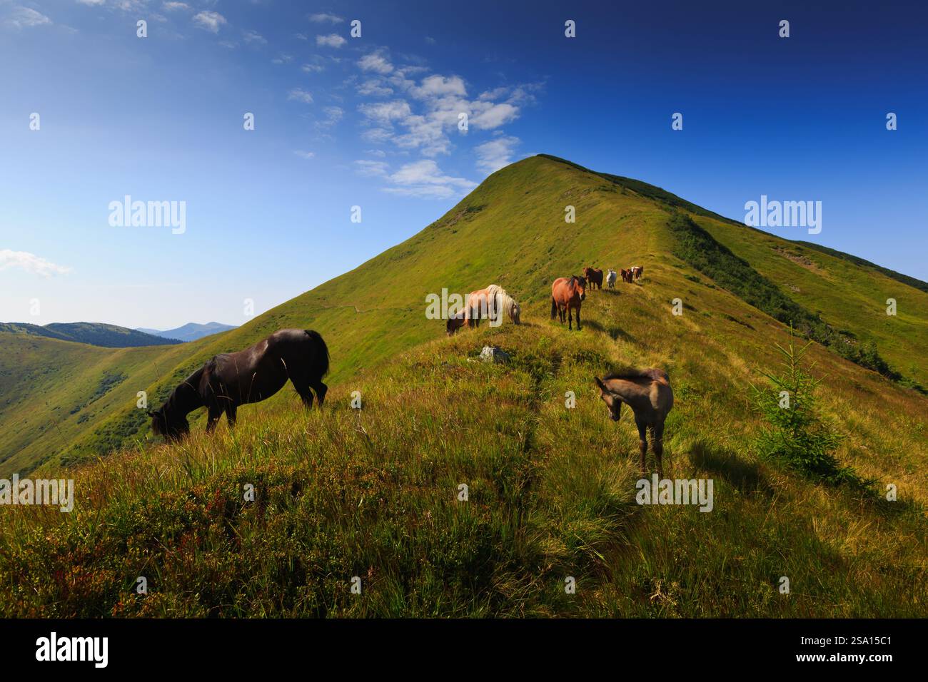 Wilde Pferde, die auf grasbewachsenen Hängen in der Nähe des Strimba Peak, der Carpthian Mountains, der Gorgany Range, des Synevyr National Nature Park, unter blauem Himmel grasen. Stockfoto