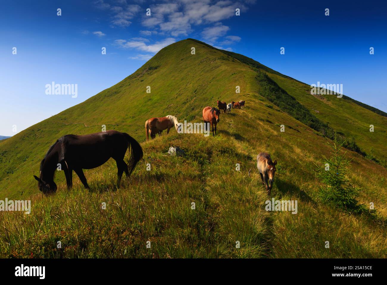 Wilde Pferde, die auf grasbewachsenen Hängen in der Nähe des Strimba Peak, der Carpthian Mountains, der Gorgany Range, des Synevyr National Nature Park, unter blauem Himmel grasen. Stockfoto