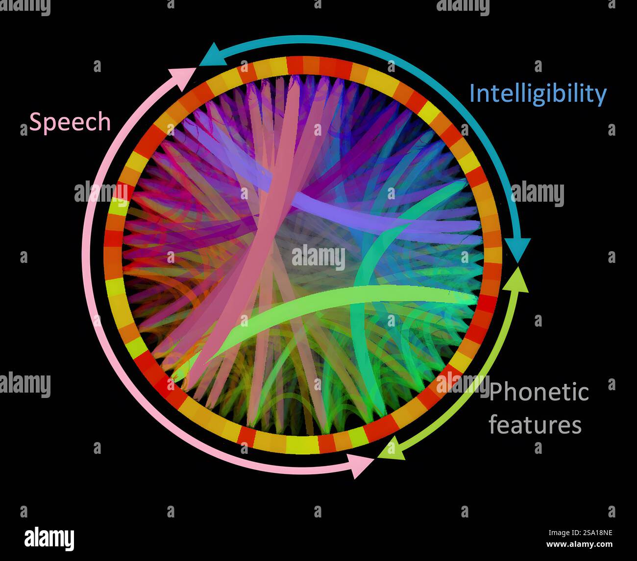 Modell mit Magnetresonanztomographie MRT, das die Stärke der Verbindungen zwischen Hirnarealen zeigt, die am Hören von Sprache beteiligt sind, bei Kindern im Alter von 6 bis 14 Jahren. Forscher vergleichen diese Zusammenhänge bei Menschen, die Probleme mit dem Hören von Sprachen haben und haben. Gehirnverbindungen 016555 007 Stockfoto