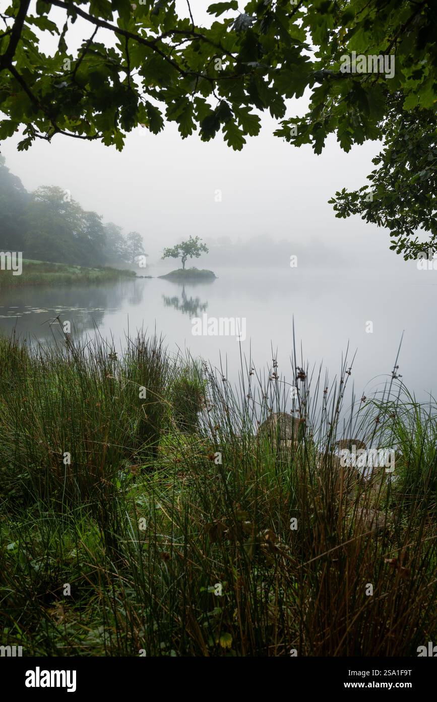 Wunderschöner nebeliger Blick auf einen einsamen Baum auf einer kleinen Insel durch Baumzweige, Rydal Water, Lake District, Großbritannien. Stockfoto