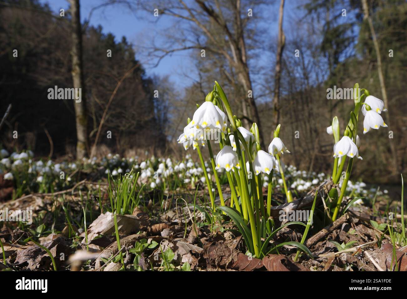 Frühlingsschneeglöckchen (Leucojum vernum), Märzschneeglöckchen, Märzglocke oder großer Schneeglöckchen in flacher Perspektive auf einer Bergwiese am Bach, Sächsische Schweiz Stockfoto