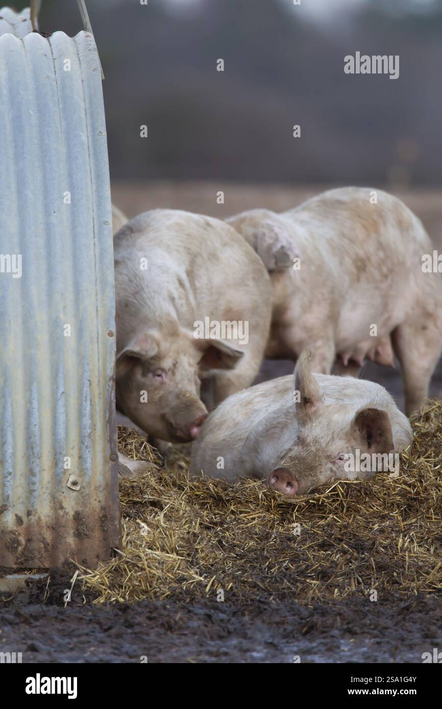 Hausschwein (Sus scrofa domesticus) ausgewachsenes Nutztier, das außerhalb eines Schweinestalls ruht, England, Vereinigtes Königreich, Europa Stockfoto