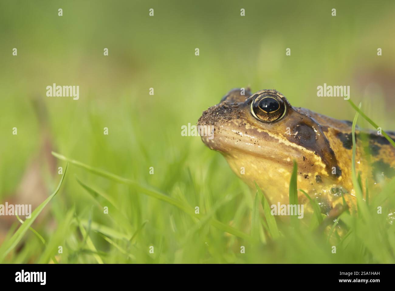Gemeiner Frosch (Rana temporaria) erwachsener Amphibien auf Gras eines Gartenrasens, England, Vereinigtes Königreich, Europa Stockfoto Gemeiner Frosch (Rana temporaria) erwachsener Amphibien auf Gras eines Gartenrasens, England, Vereinigtes Königreich, Europa Stockfoto
