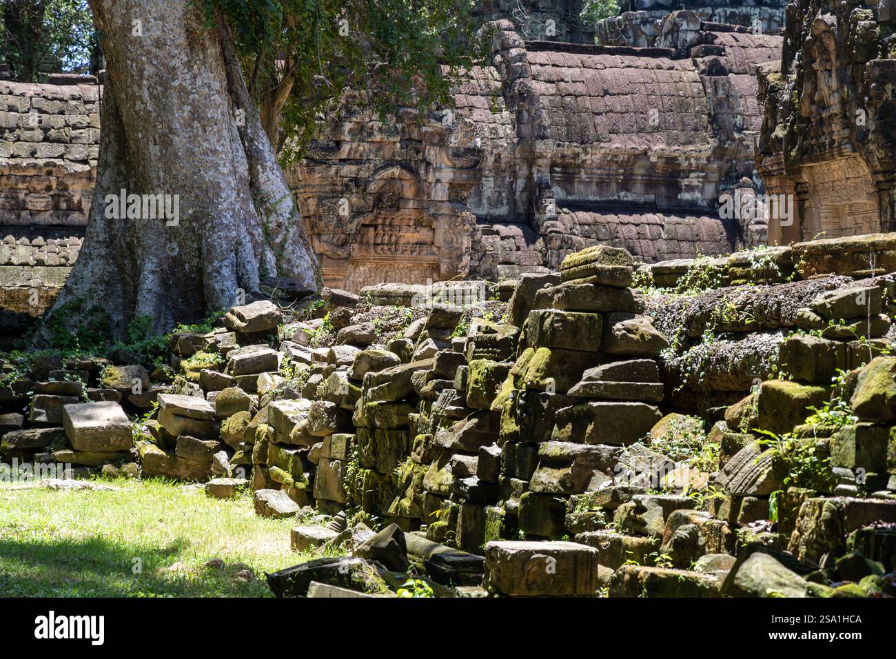 SIEM Reap, Kambodscha - 15. august 2024 - Ta Prohm Tempel im Angkor Komplex Stockfoto