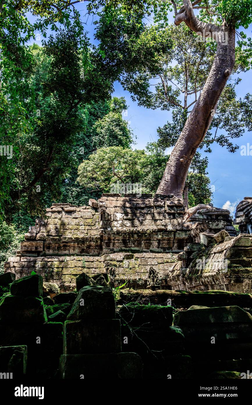 SIEM Reap, Kambodscha - 15. august 2024 - Ta Prohm Tempel im Angkor Komplex Stockfoto