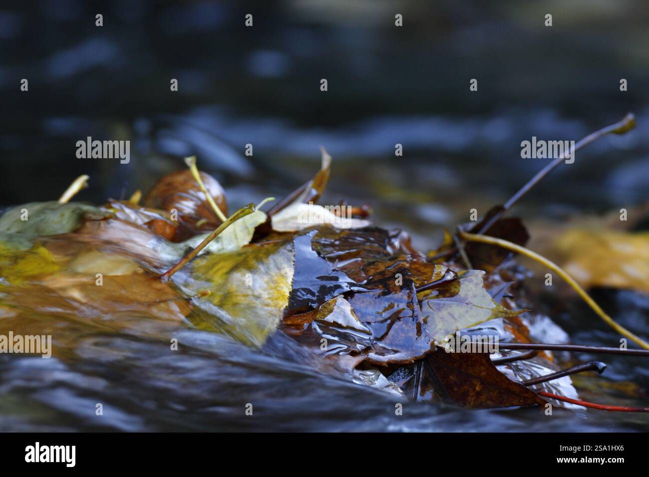 Herbstlaub in einem Gebirgsbach, Sächsische Schweiz, Elbsandsteingebirge, Sachsen, Deutschland, Europa Stockfoto