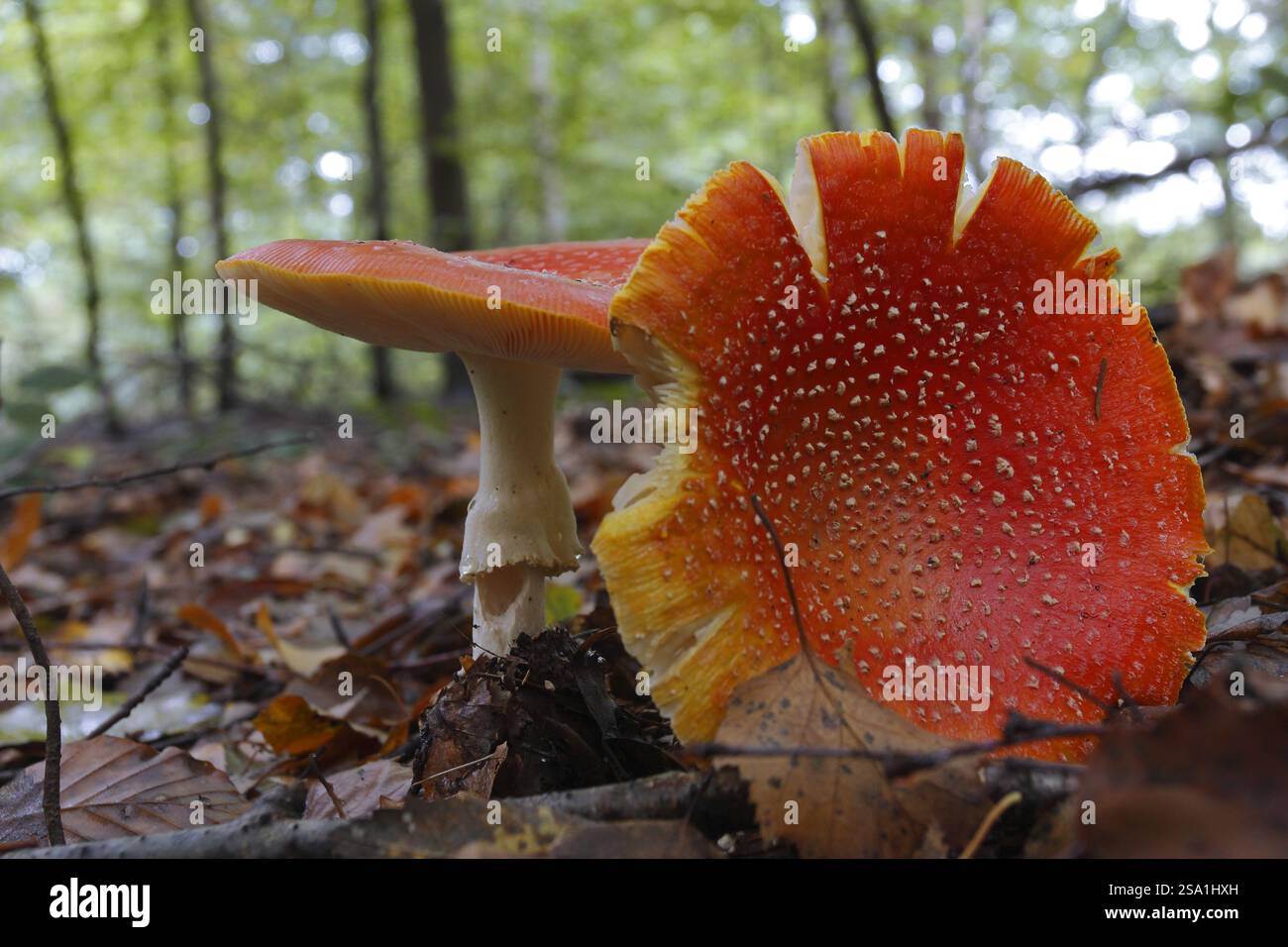 Fliegenpilz (Amanita muscaria), zwei Fliegenpilze im Herbstlaub in flacher Perspektive, Sächsische Schweiz, Elbsandsteingebirge, Sachsen, Deutschland, Eur Stockfoto