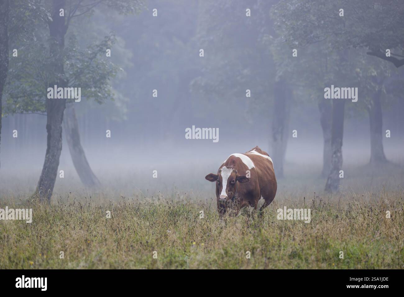 Eine holsteinische friesische Kuh weidet an einem nebeligen Tag auf einer Wiese mit Bäumen. Eng Valley, Österreich, Europa Stockfoto