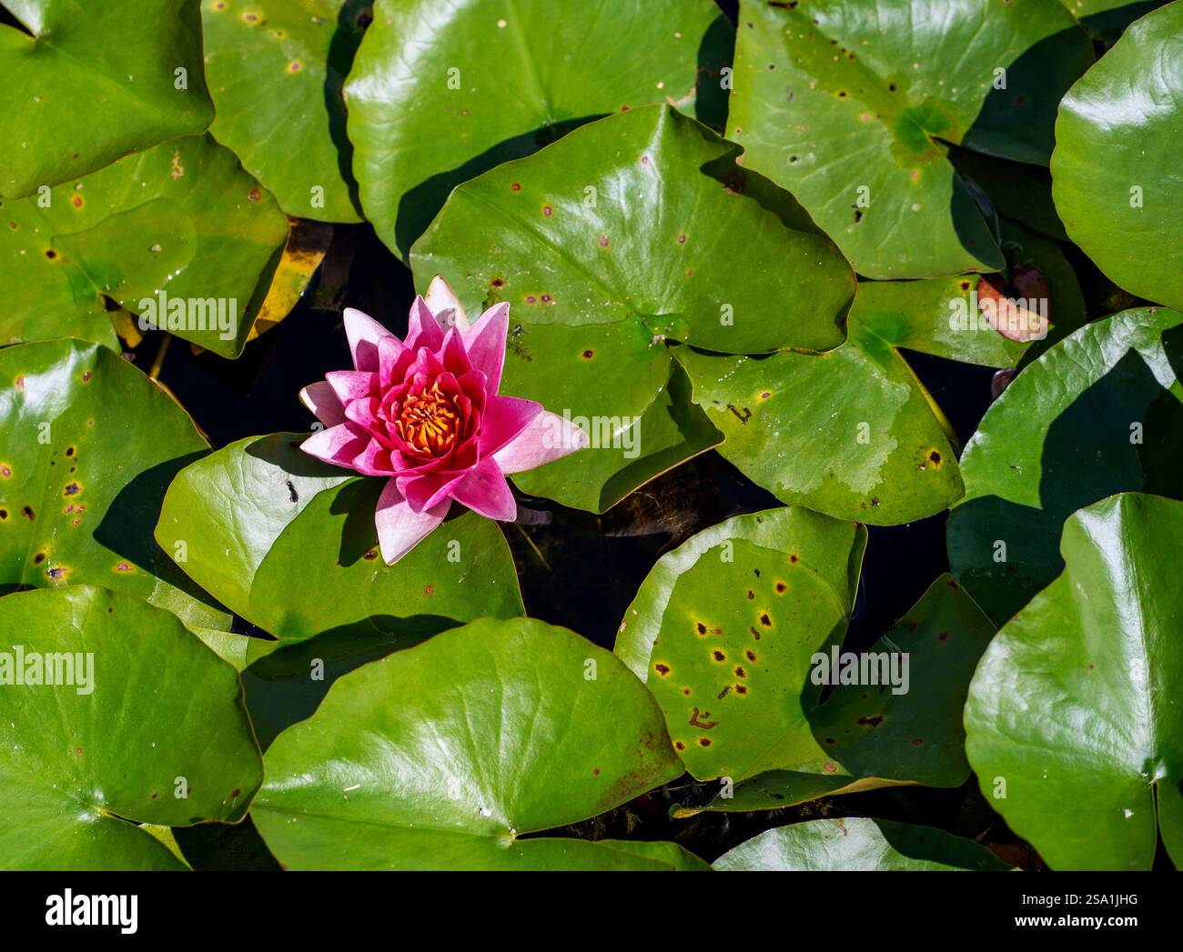 Eine leuchtend rosa Seerose blüht zwischen großen grünen Lilienpads auf einem ruhigen Teich. Stockfoto