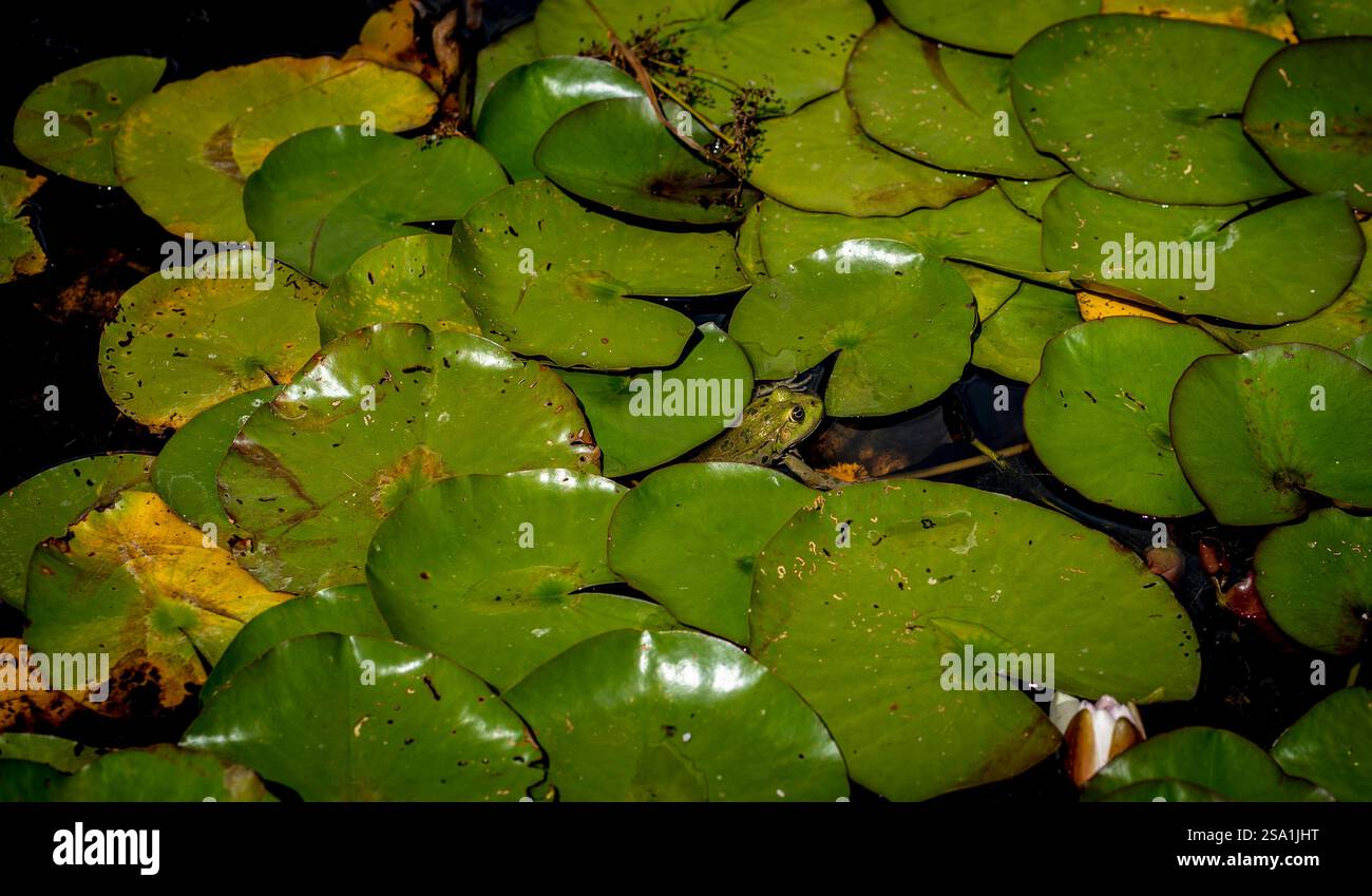 Eine ruhige Teichszene mit üppigen grünen Lilienpads, die auf dunklem Wasser schwimmen. Einige Blöcke sind teilweise eingetaucht und einige haben gelbe Kanten, was bedeutet Stockfoto