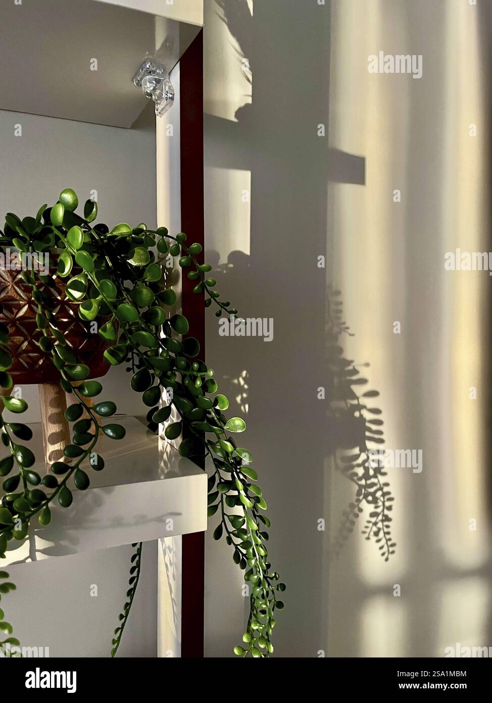 Pflanzen Sie auf ein Regal, und gießen Sie komplizierte Schatten an die Wand in sanftem, natürlichem Licht Stockfoto