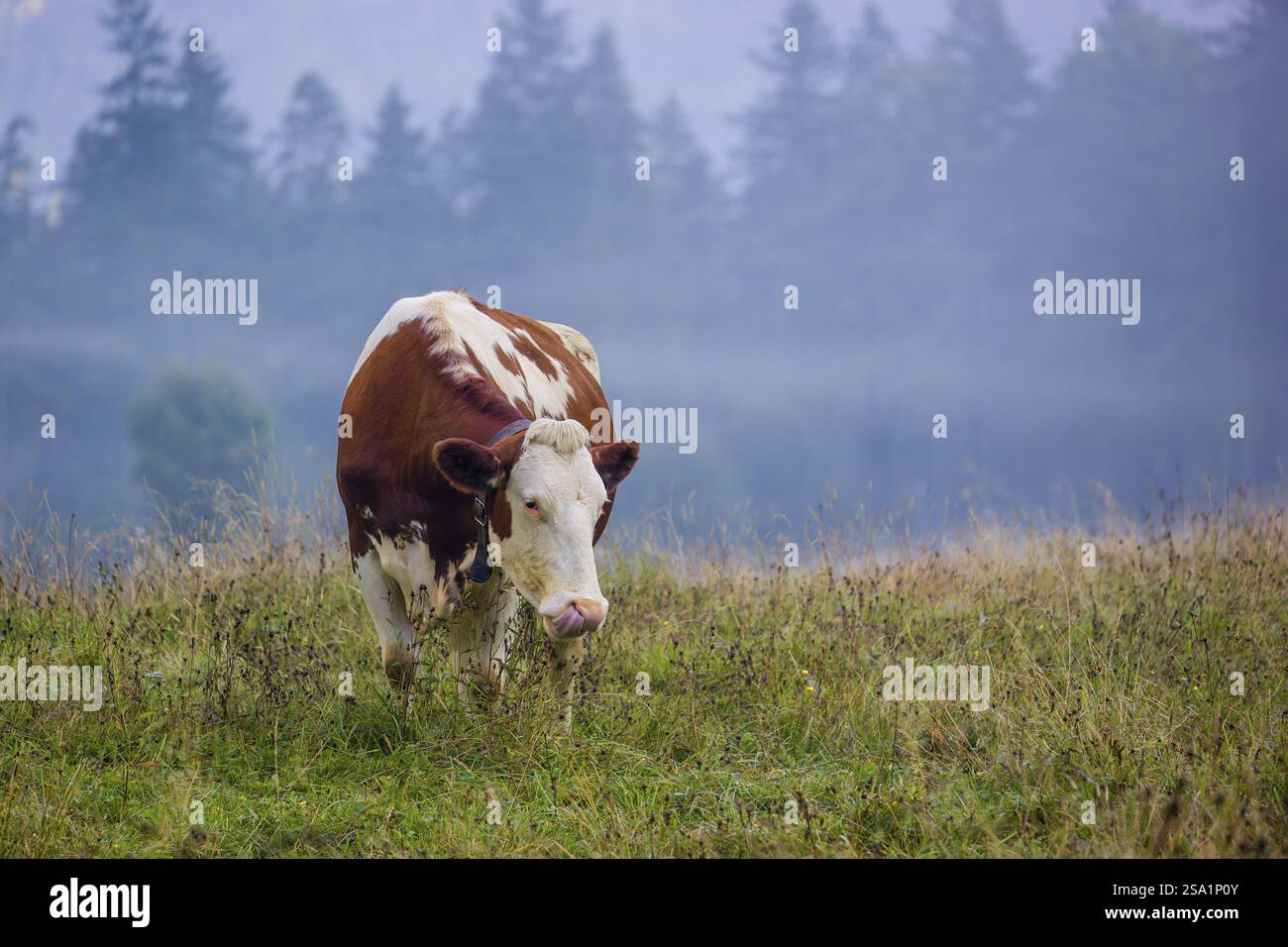 Eine holsteinische friesische Kuh weidet an einem nebeligen Tag auf einer Wiese mit Bäumen. Eng Valley, Österreich, Europa Stockfoto