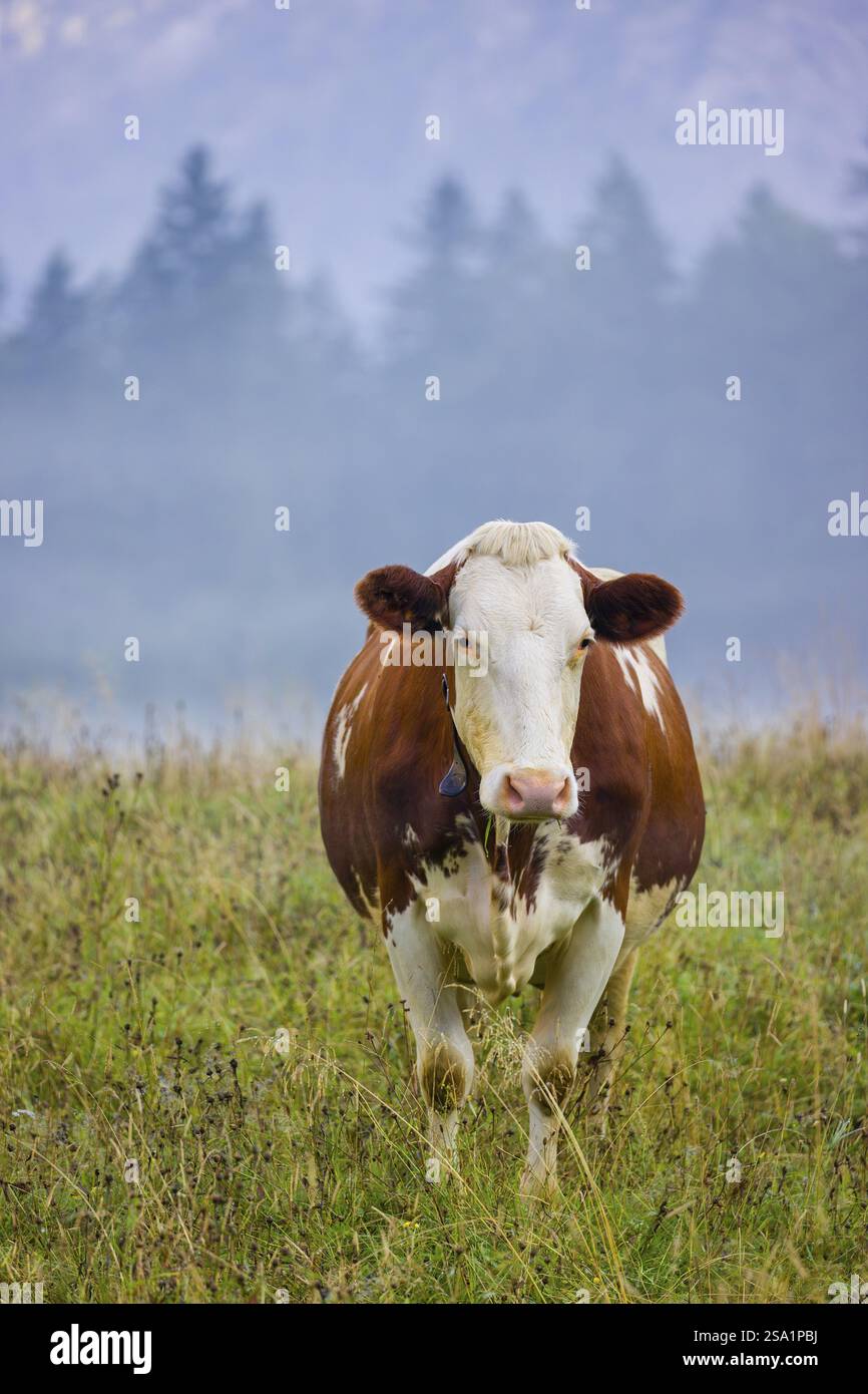 Eine holsteinische friesische Kuh weidet an einem nebeligen Tag auf einer Wiese mit Bäumen. Eng Valley, Österreich, Europa Stockfoto