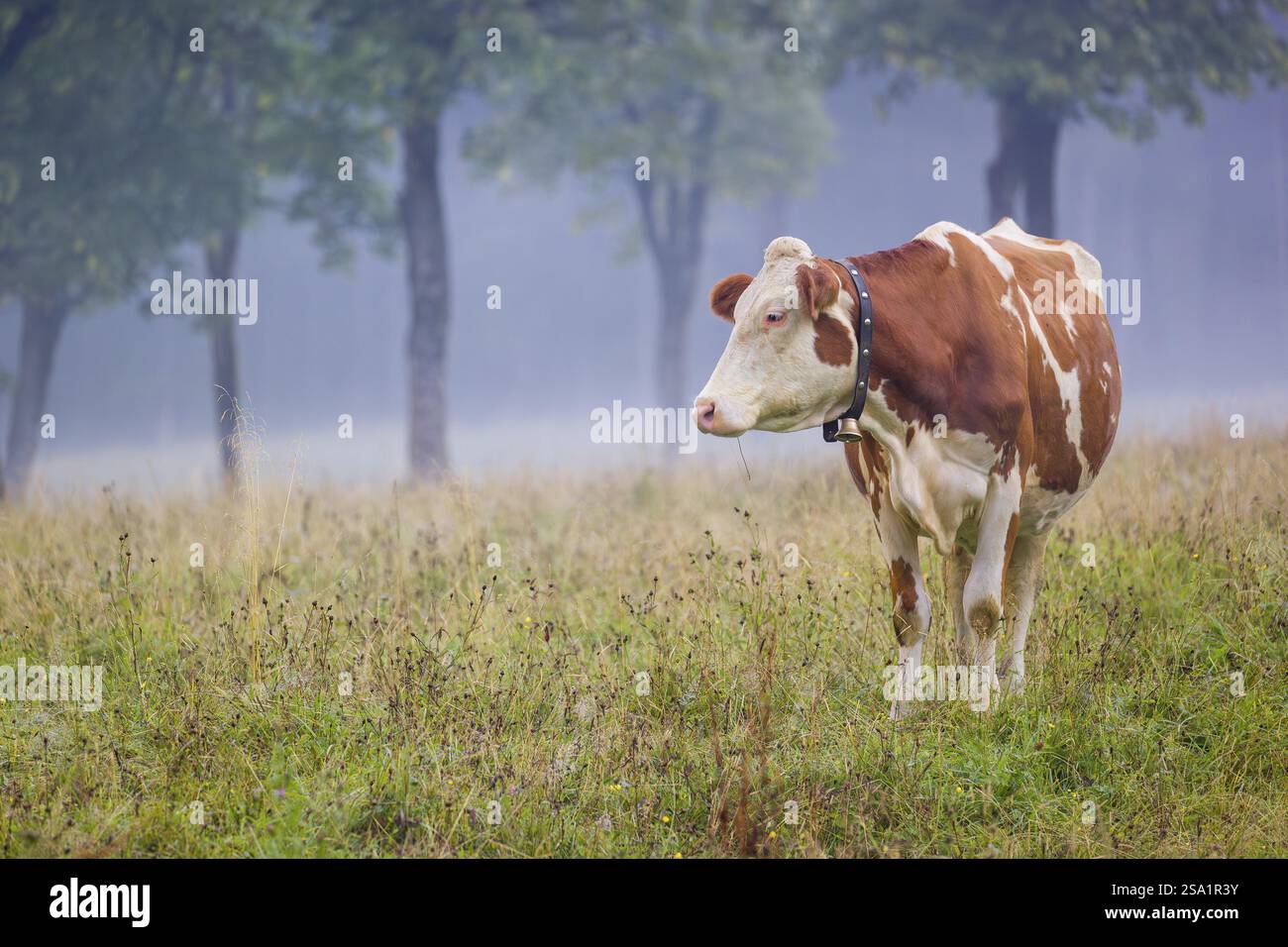 Eine holsteinische friesische Kuh weidet an einem nebeligen Tag auf einer Wiese mit Bäumen. Eng Valley, Österreich, Europa Stockfoto