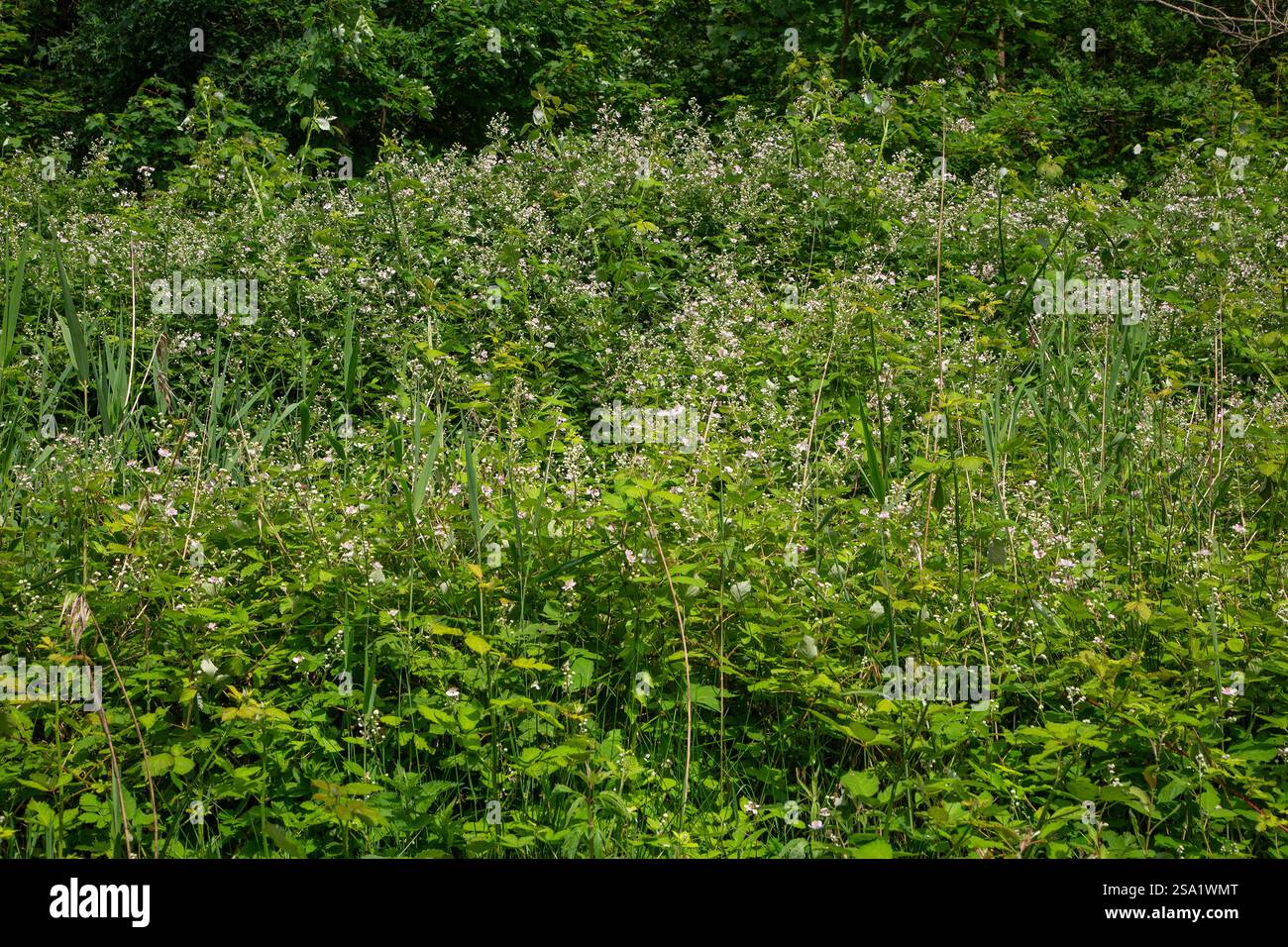 Männlicher hoher Busch blühender Brombeere (Rubus sp.) Stockfoto