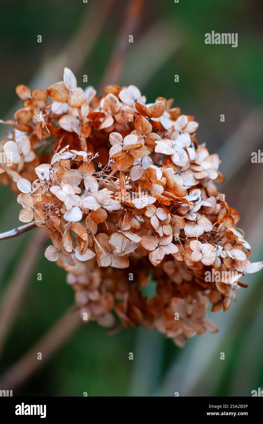 Getrocknete Hortensie Blüten in Braun- und Beigetönen, die an einem Zweig hängen, verschwommener grüner Hintergrund. Stockfoto