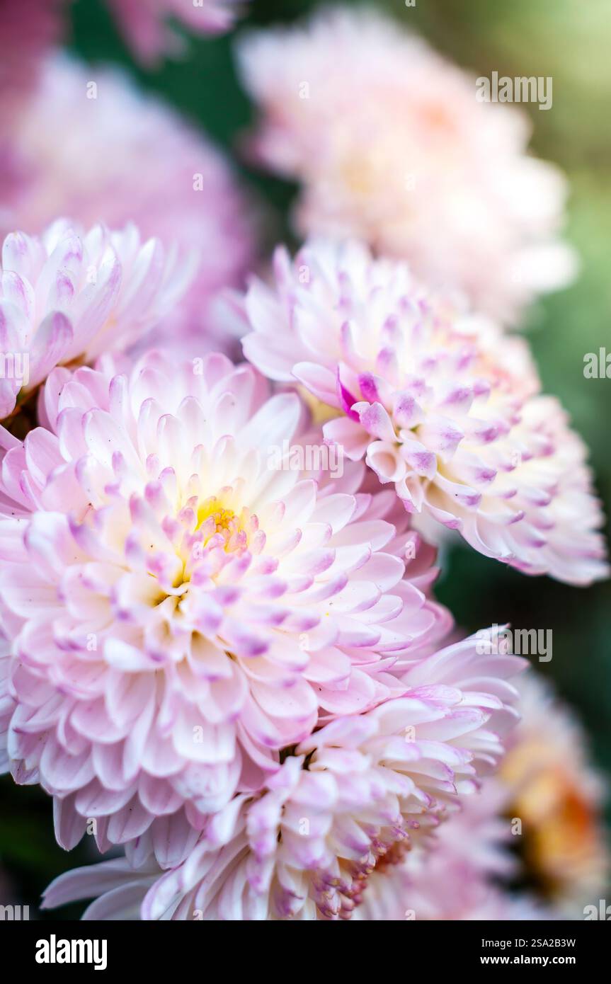 Nahaufnahme der zarten hellvioletten Chrysanthemen-Blüten in voller Blüte. Stockfoto