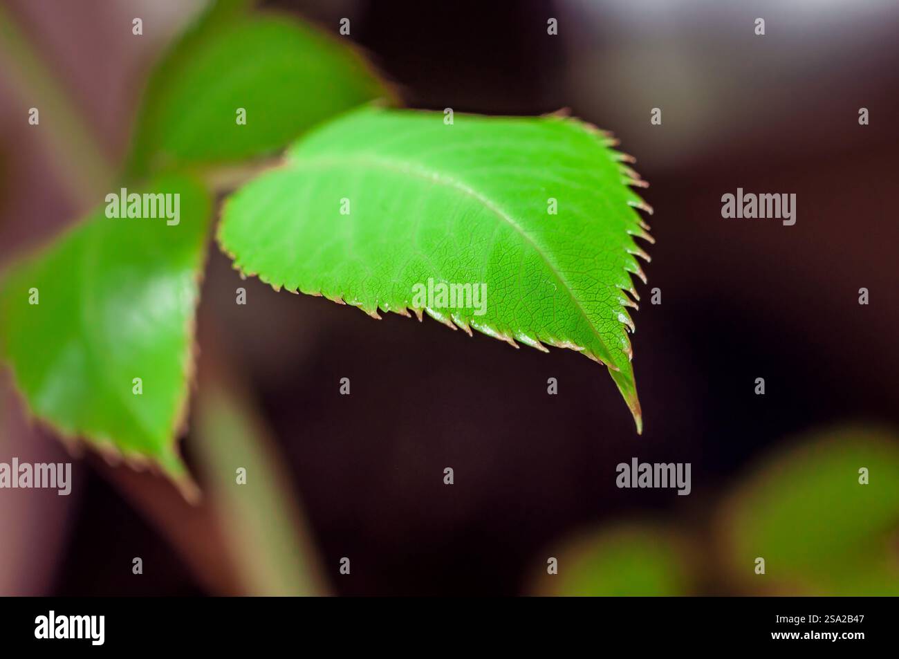 Nahaufnahme eines lebendigen grünen Blattes mit gezackten Kanten, das komplizierte Details seiner geäderten Struktur zeigt. Stockfoto