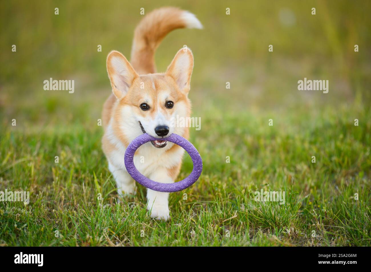 Walisischer Corgi trainiert während des Gehens, trägt einen Ring in den Zähnen auf Befehl des Besitzers. Porträt eines aktiven Hundes, der mit Spielzeugring in den Zähnen auf Gras läuft Stockfoto