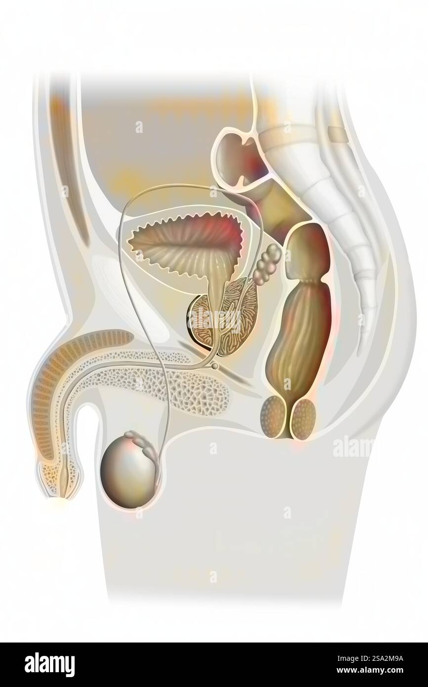 Anatomie des männlichen Genitalsystems. Stockfoto