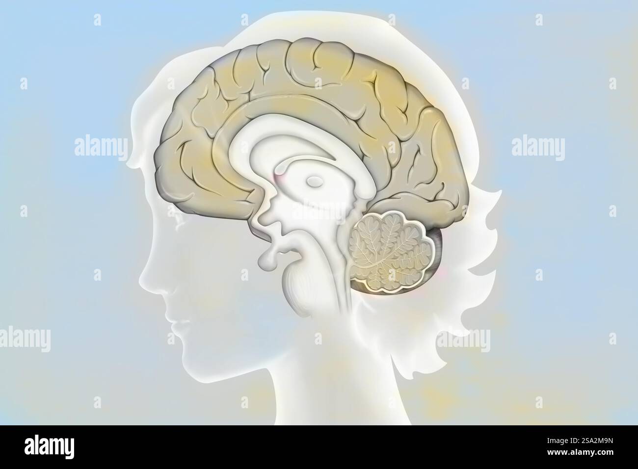 Anatomie des Gehirns (medianer Schnitt), mit: - Der Großhirnrinde, - dem Zwischenhirn und der Hypophyse, - dem Kleinhirn, - dem Hirnstamm. Stockfoto