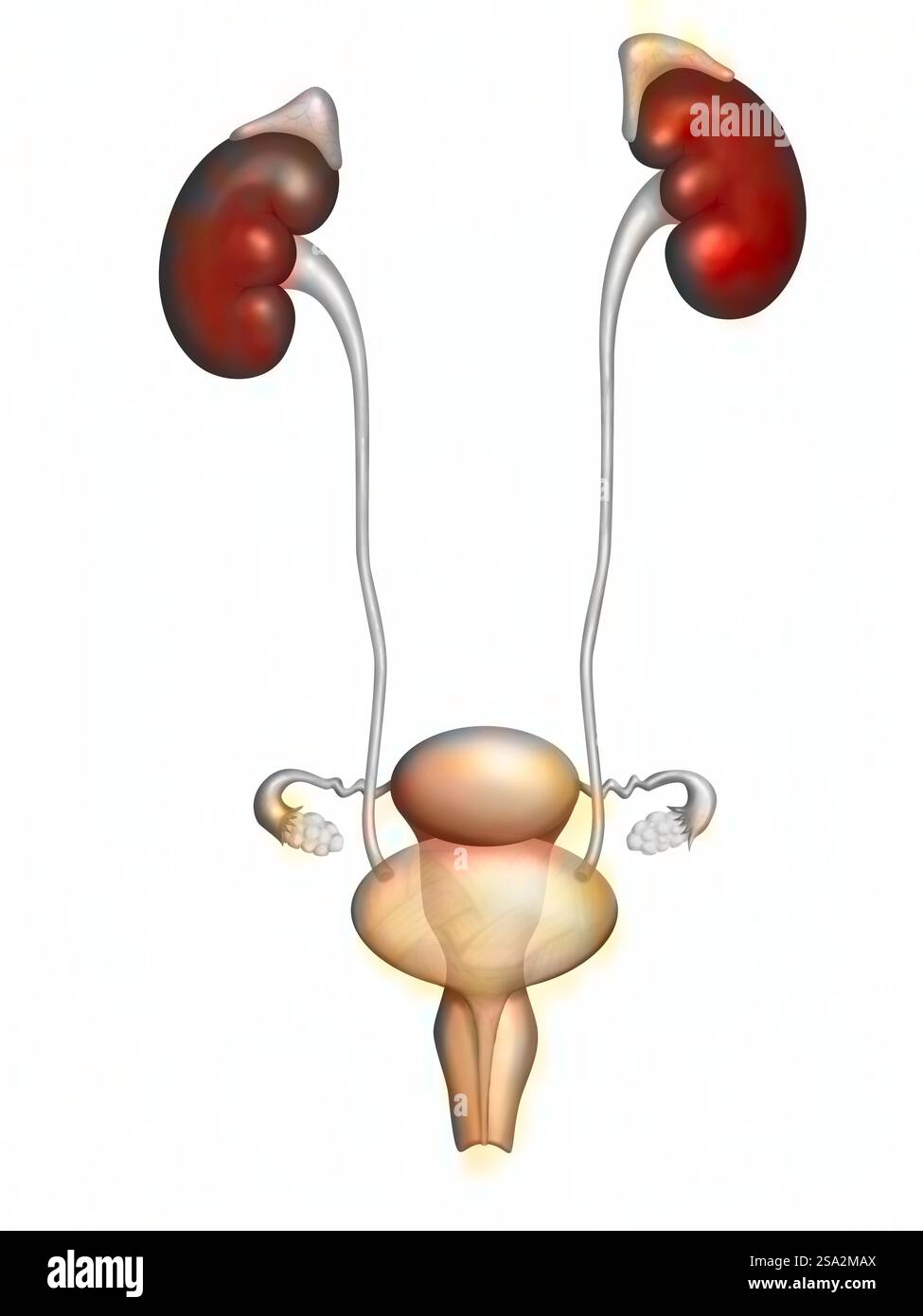 Das weibliche Urogenitalsystem. Stockfoto