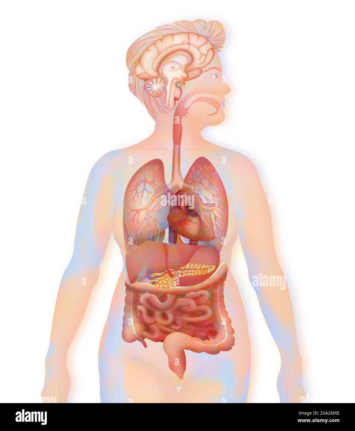 Anatomie. Stockfoto