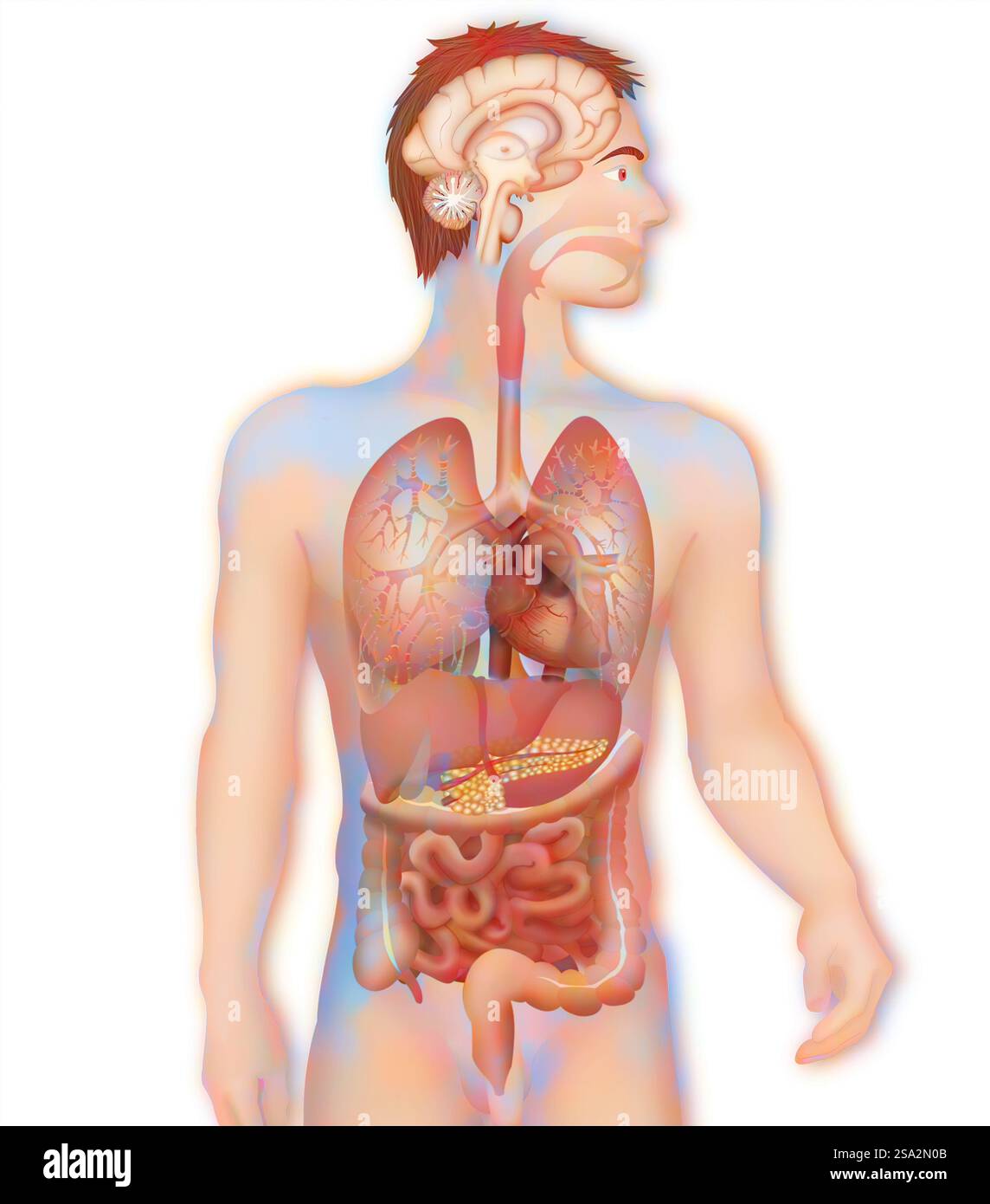 Anatomie. Stockfoto