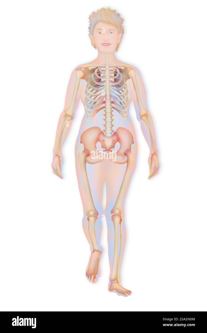 Skelett, Illustration. Stockfoto