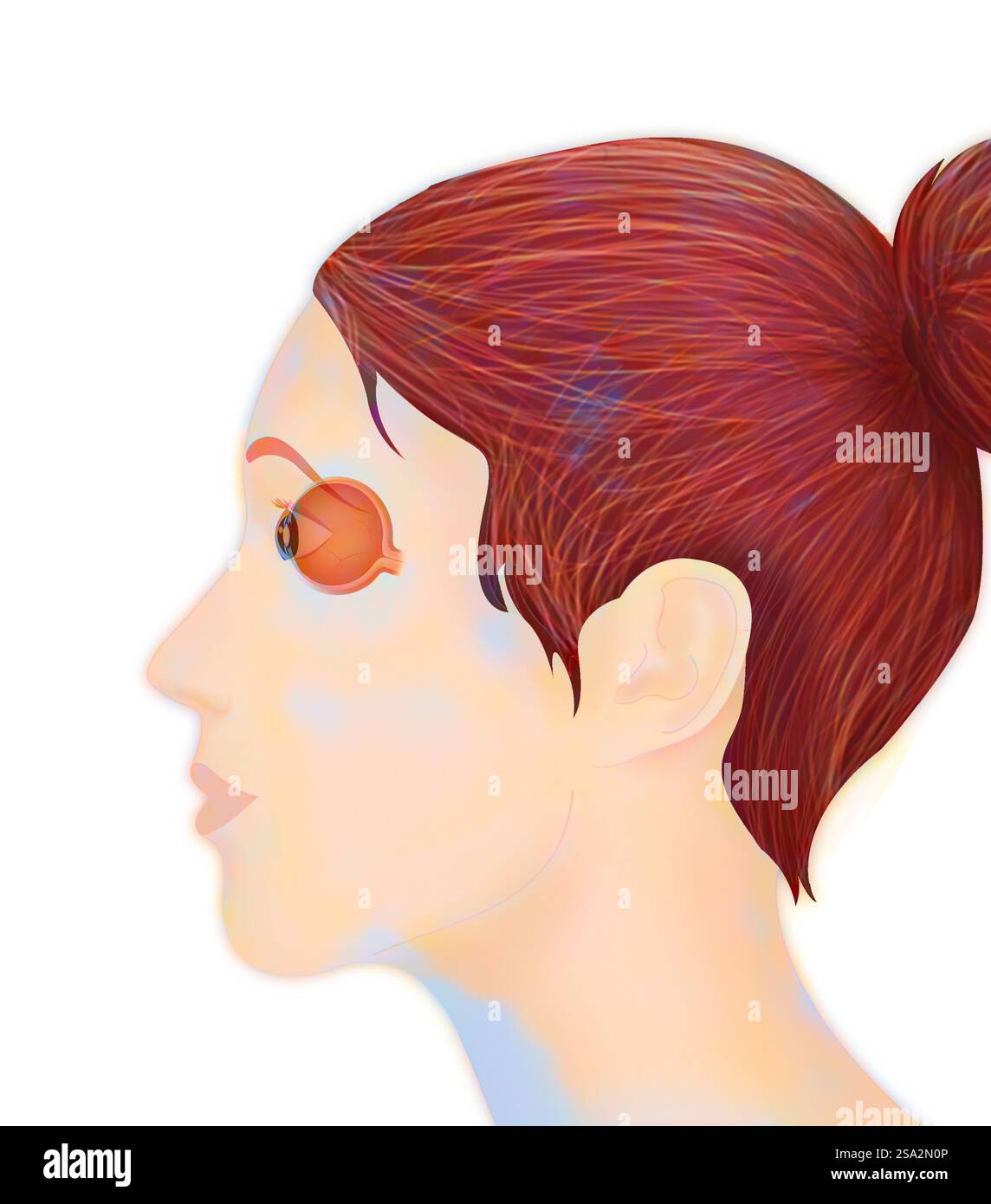 Anatomie, Auge. Stockfoto
